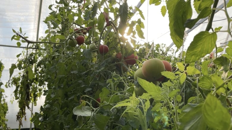 A photo of growing tomatoes on a vine in a greenhouse. 