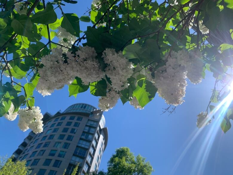 A lilac tree blooms in Vancouvers West End. Low angle view looking up.