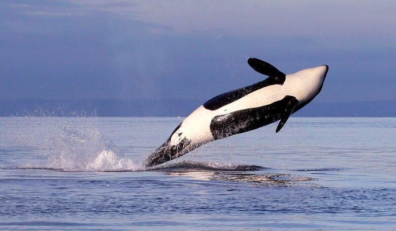 A killer whale leaps out of the water.