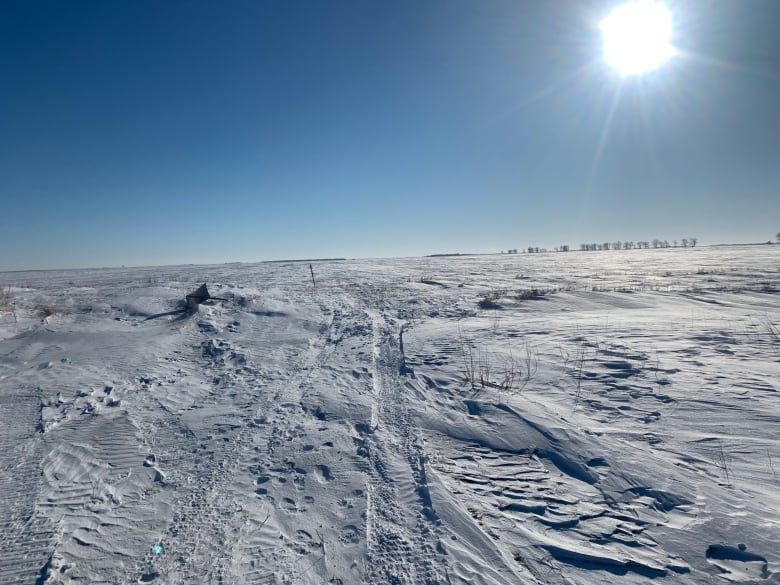 A snowy field on a sunny winter day.