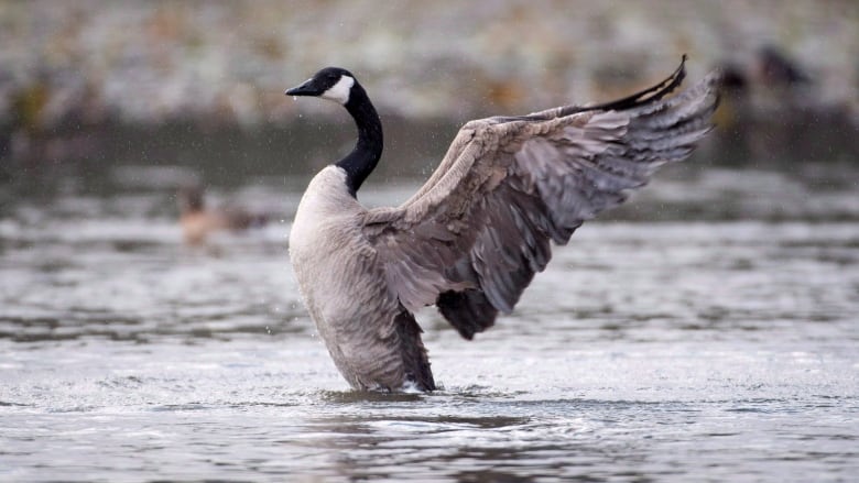 A goose on water spreads its wings.