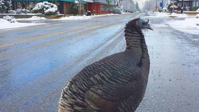 A plump turkey is pictured standing on a snowy road. 