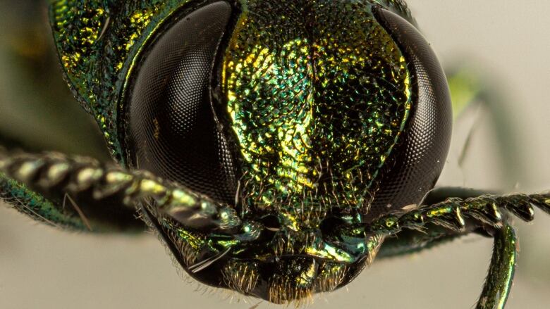 A close-up image of the head of a green insect.