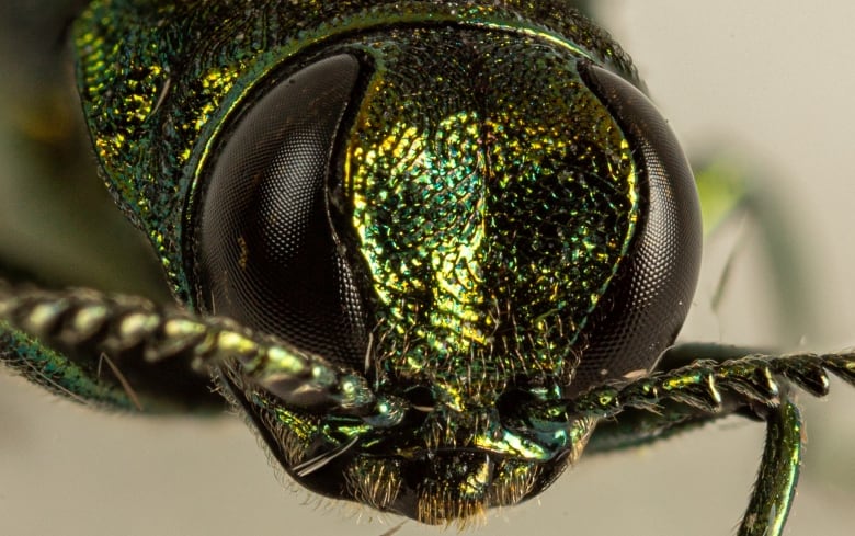 A close-up image of the head of a green insect.