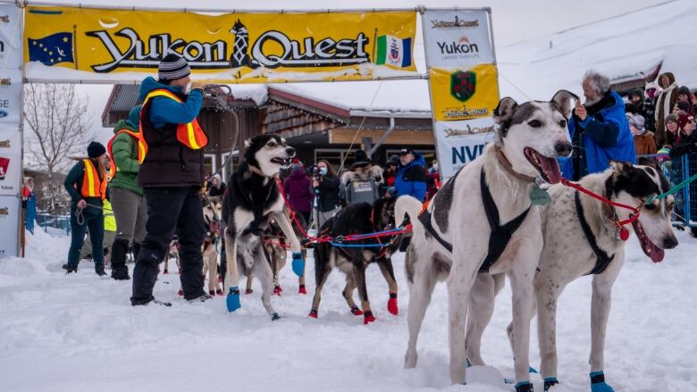 A low angle shot of dogs lined up at a start line. 