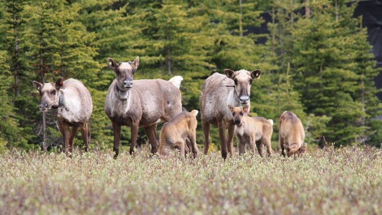 A herd of caribou.