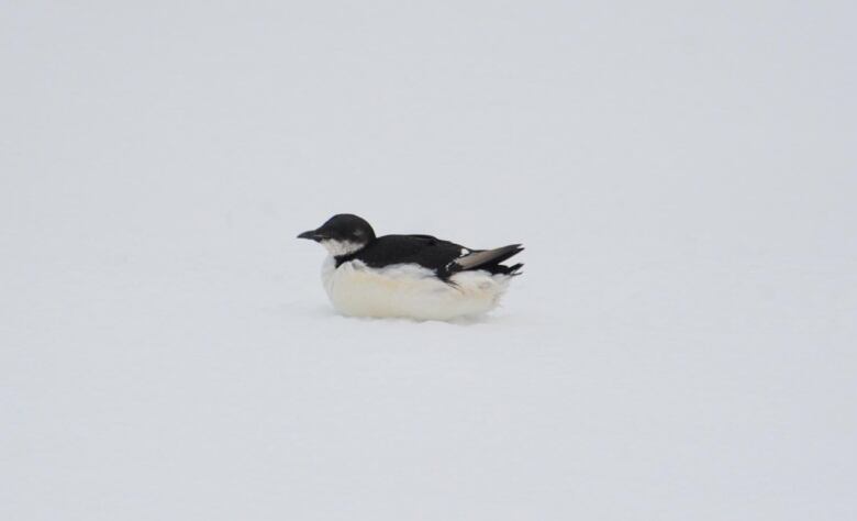 A small black and white bird.