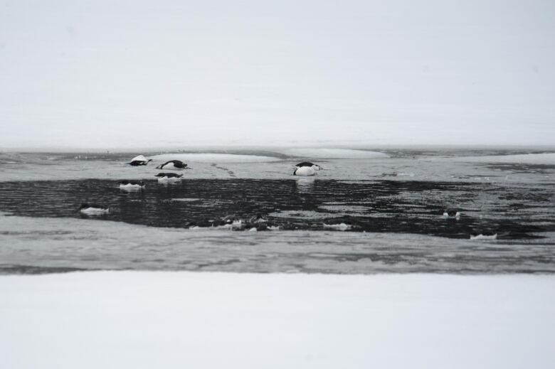 Small black and white birds in an area of open water surrounded by ice.