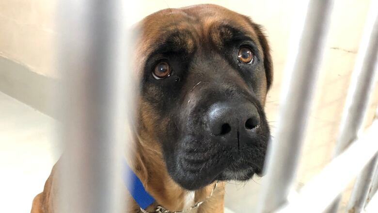 Dog looks sad out from behind kennel bars. 