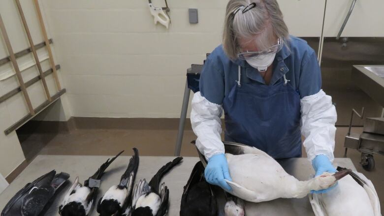 A woman wearing a mask and gloves examines a dead bird in a lab. 