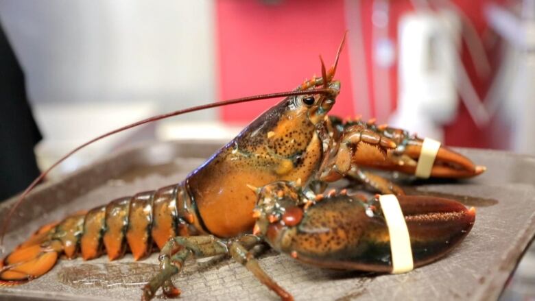 A single live lobster with rubber bands around its claws.