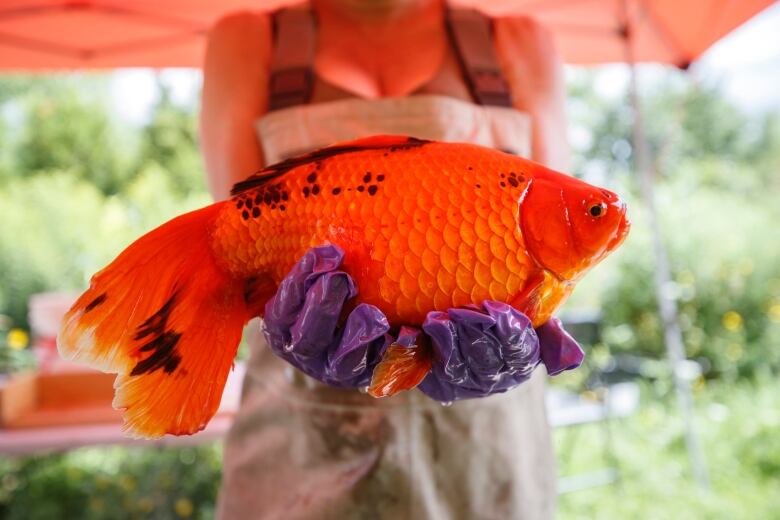 A researcher holds a colossal goldfish taken from a suburban storm pond in Aurora, Ont. Scientists believe climate change is creating the ideal conditions for this invasive species to thrive in the province's waterways. 