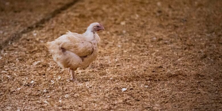 A lone chicken stands in a farm.