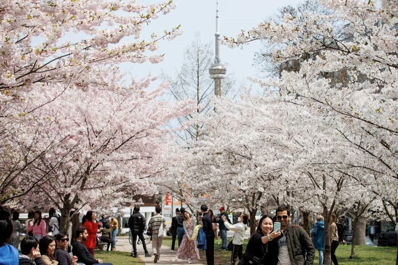 A large crowd of people stand under cherry blossoms, taking photos.