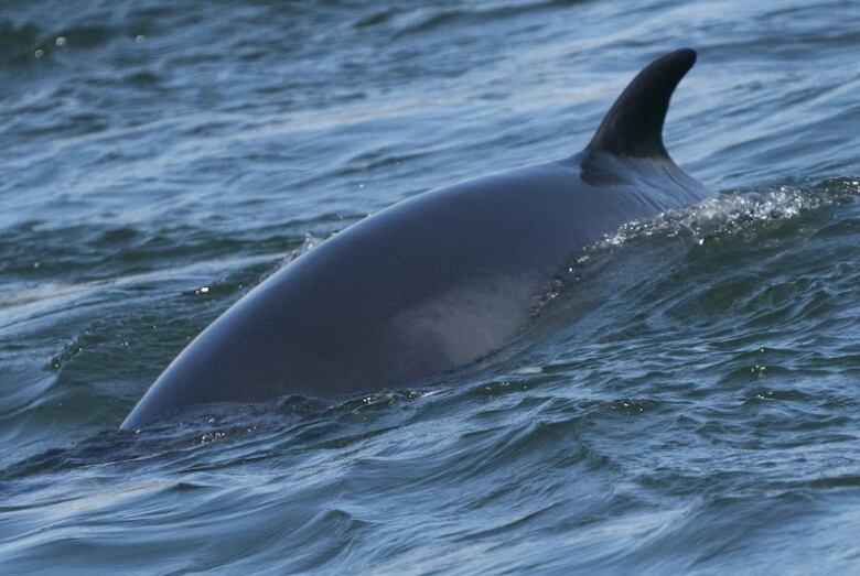 Whale back breaching