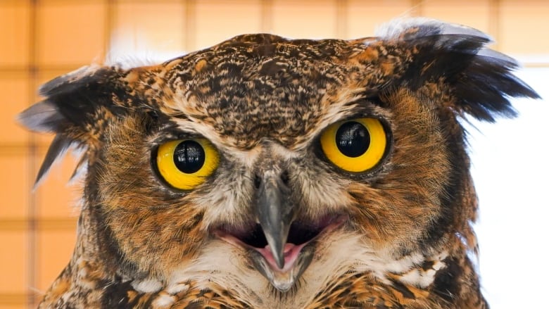 A close up of an owl.