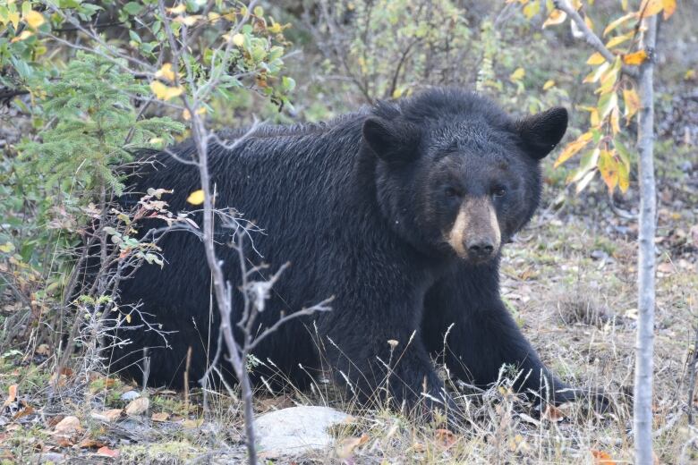 A black bear in some shrubbery.