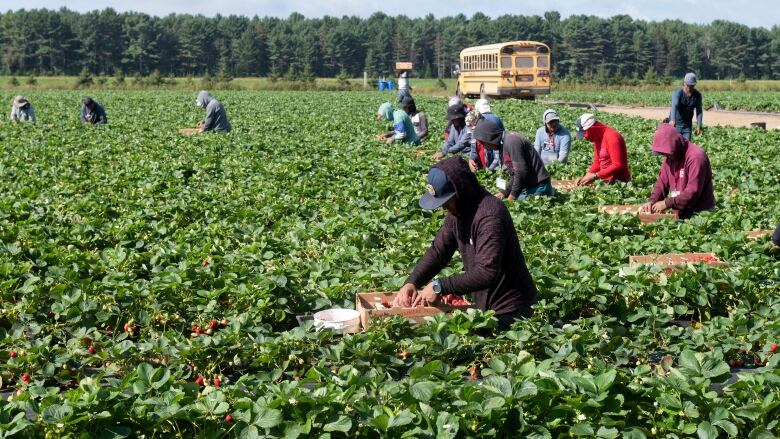 Mexican and Guatemalan workers pick strawberries at a farm in Pont Rouge, Quebec, on August 24, 2021. THE CANADIAN PRESS/Jacques Boissinot