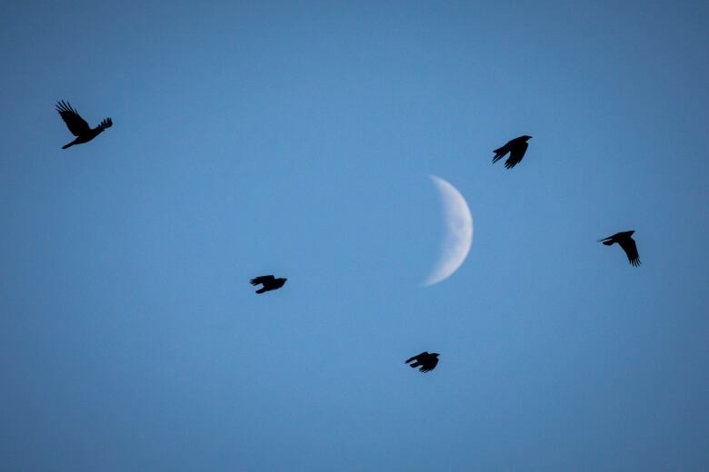 Crows circle in a blue sky.