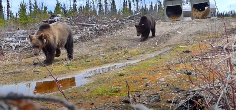 Two grizzly bears with radio collars are released in a remote forest as part of Northern Lights Wildlife Society's rewilding of orphaned cubs.