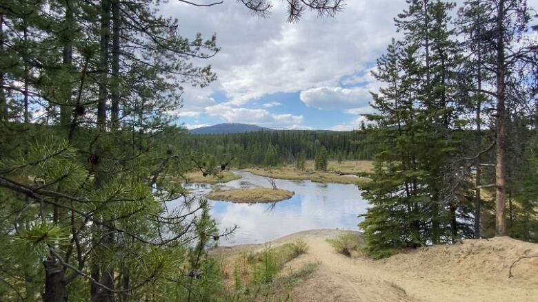 A wetland pond in a forested area.