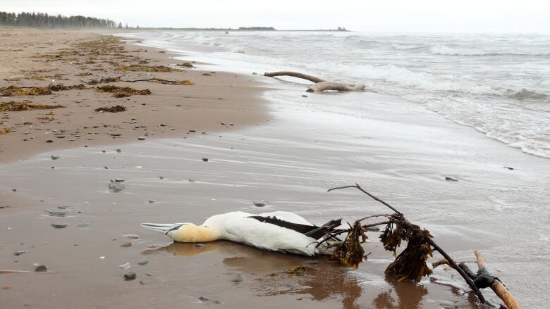 A dead northern gannet washed up on a beach.