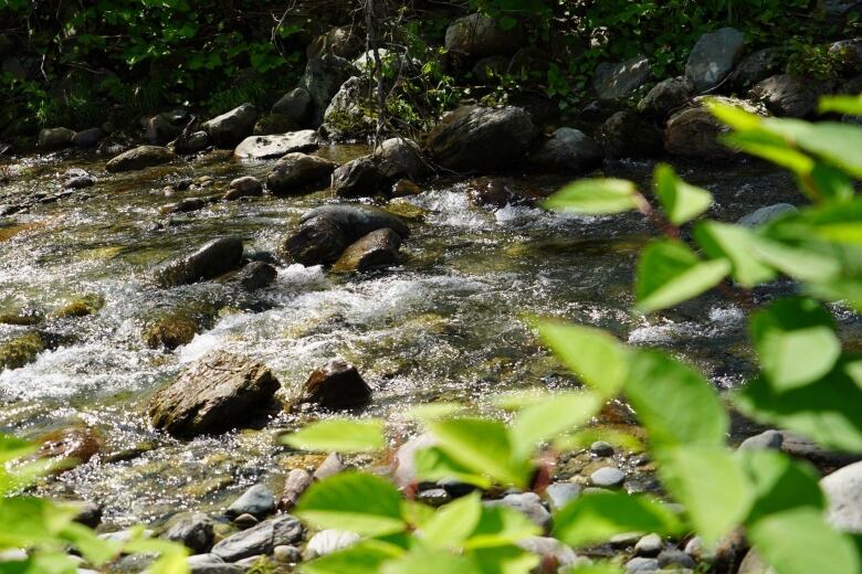 Close-up of a babbling brook.