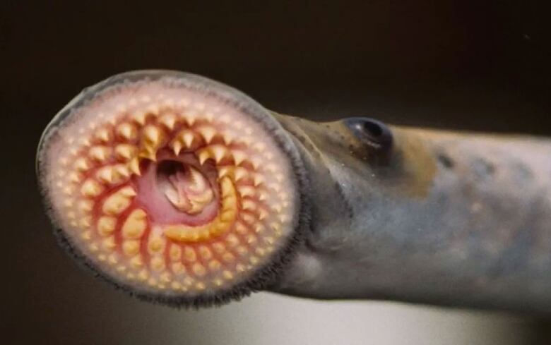 The sea lamprey is a fish with a powerful suction cup of a mouth filled with multiple circular rows of horn-shaped teeth and a tongue that burrows into the body of the host.