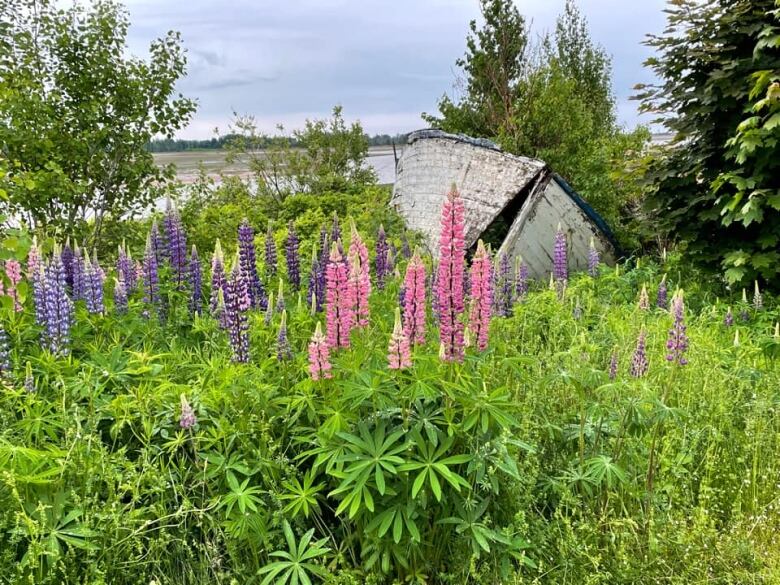 pink and purple lupins against backdrop of abandoned wooden boat, shoreline