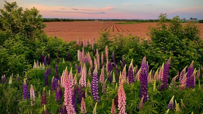 Pink and purple lupins in the foreground against a backdrop of a red soil field of potato drills.