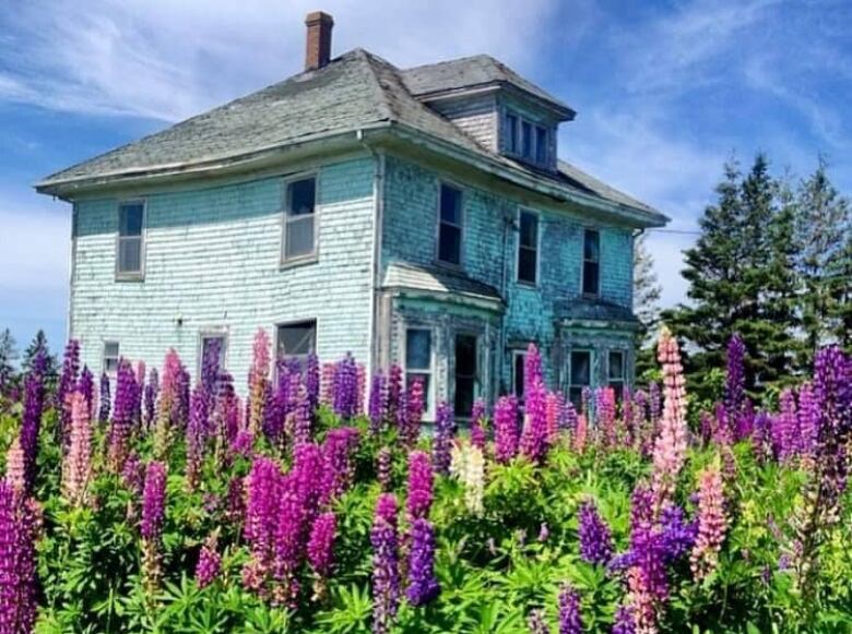 Purple lupins in front of shabby old century home in rural PEI