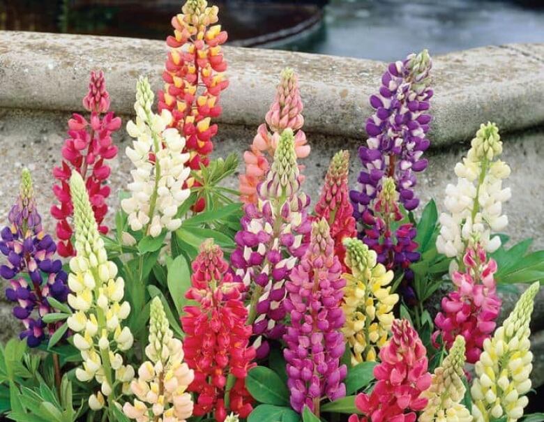 Multicoloured lupin flowers