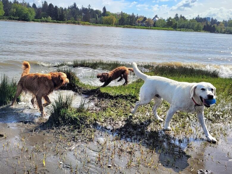 Three dogs play near the Fraser River.