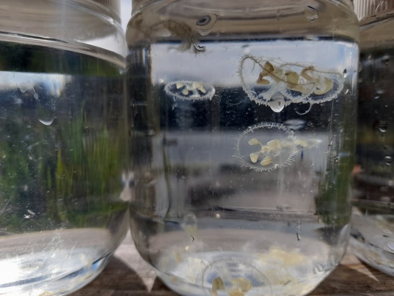 A number of small translucent jellyfish in a jar.