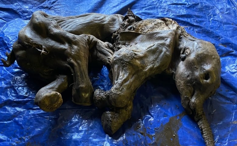 Nearly-complete remains of a baby wooly mammoth lie on a blue tarp.