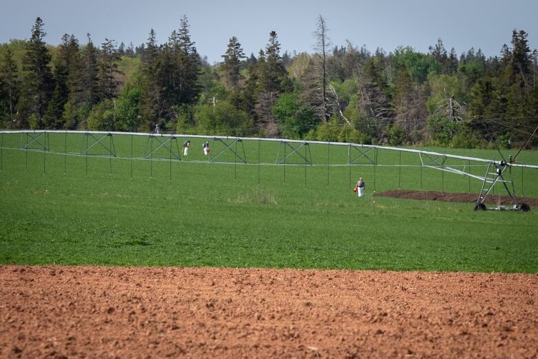 People in white haz mat suits walking in a field near an irrigation sprinkler. 