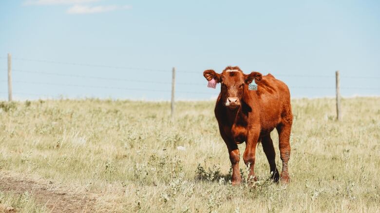 A cow stands in a field.