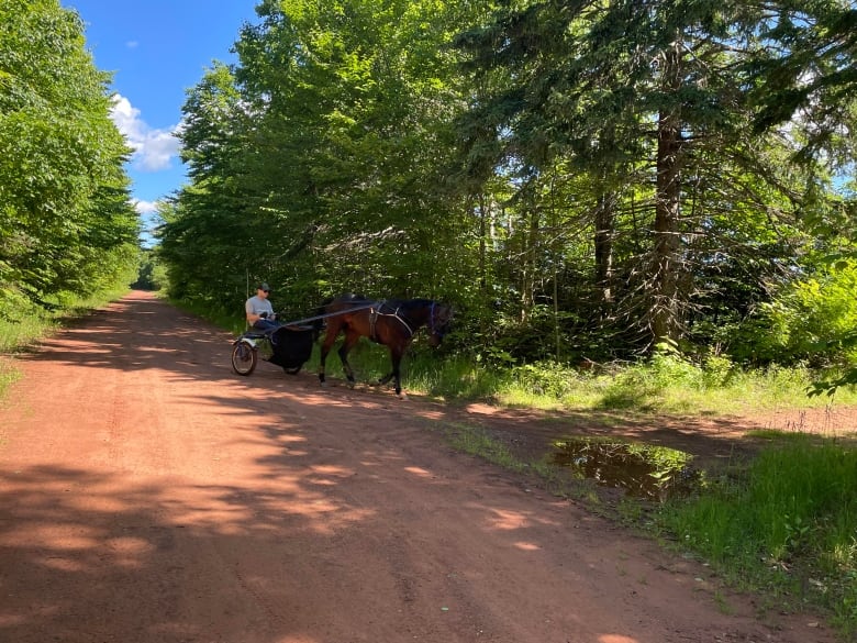 Young man driving horse along a dirt road in the country. They are the only ones on the road.