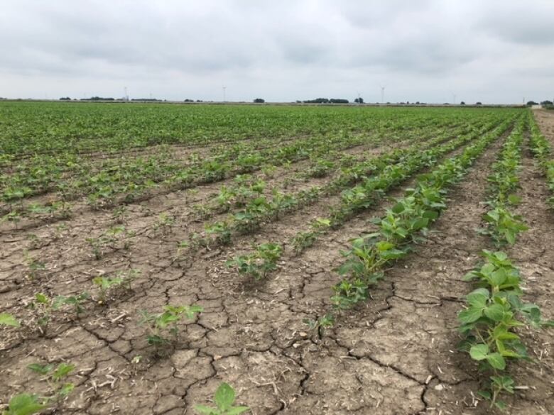 Wide shot of a farm with crops growing in very dry ground with lots of cracks.