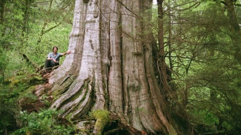 A man sits beside a tree in B.C. that has the width of a jet cabin.