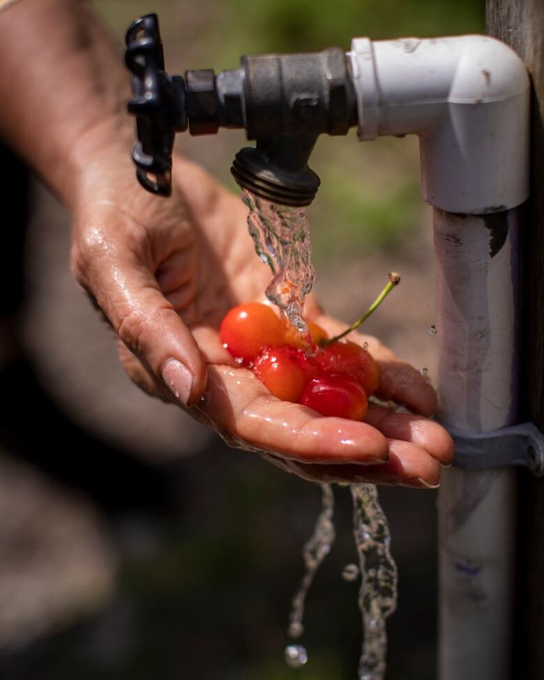 A hand holds some cherries underneath a tap of running water.