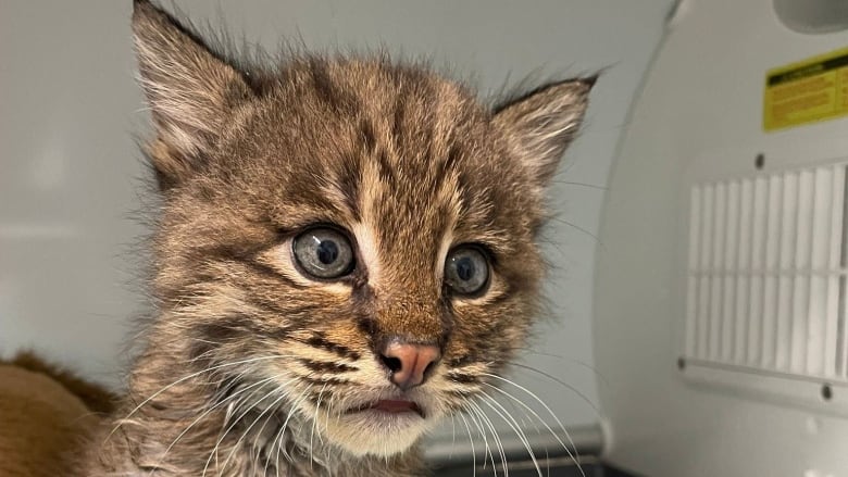 A portrait of a small baby bobcat sitting on a blue and white blanket.