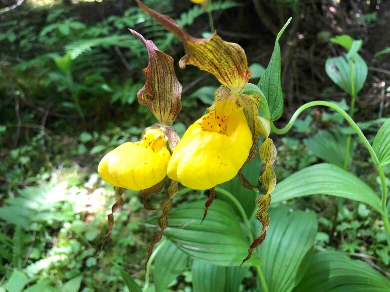 A pair of brilliant yellow orchids against a leafy green background.