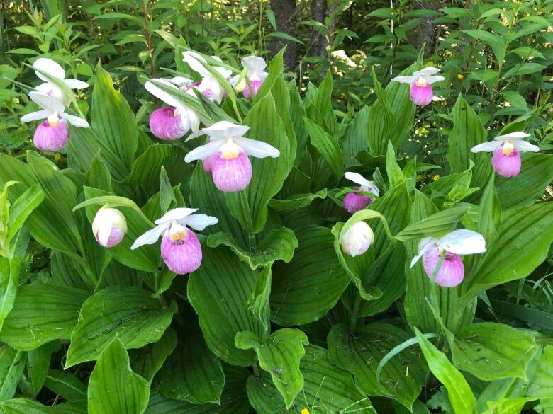 Pink and white flowers with green leaves growing in the wild.