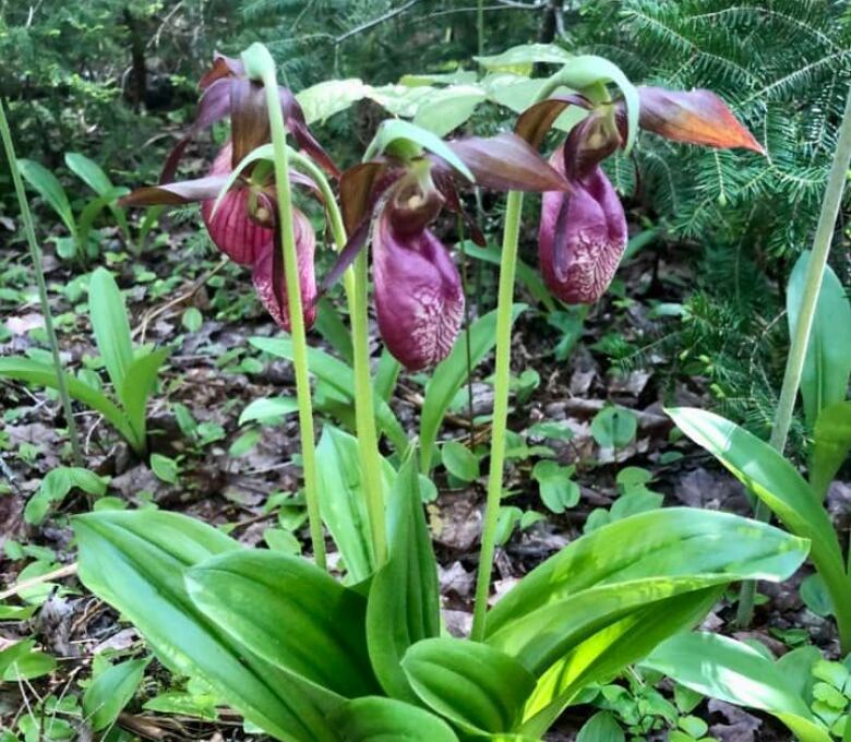 Group of deep pink orchids grow on stems with leaves on a forest floor. 