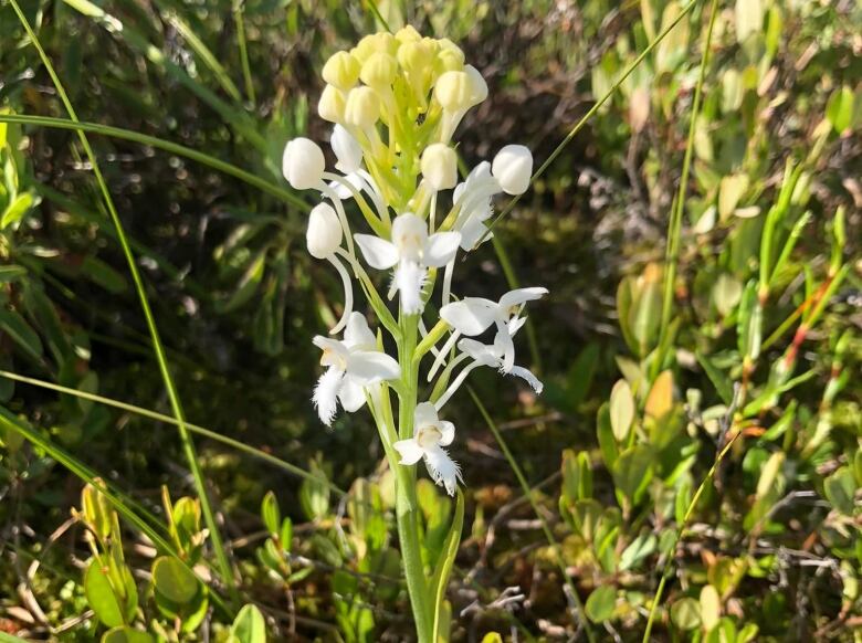 Delicate small white flowers growing on a single stem in a natural habitat. 