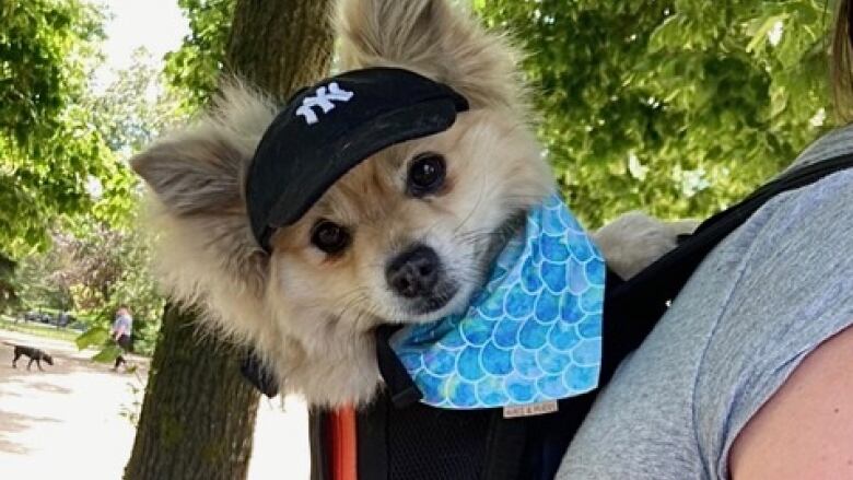 A small dog wearing a hat in a special dog backpack.