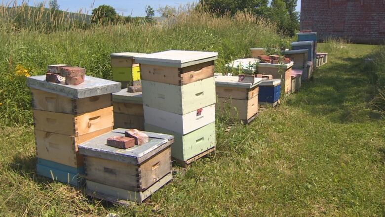 A row of beehives sit on the ground next to field with tall grass and wildflowers.