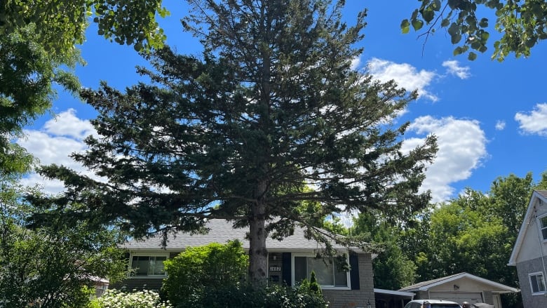 A massive pine overshadows a house.