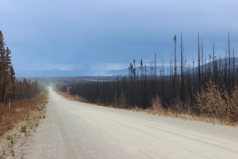 A road with blackened trees on the right and along the rolling landscape.